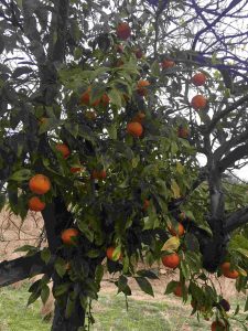 Andalusien-Seminar img 1960